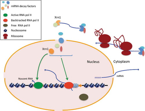 <p align='justify'>Figure 1 of the article showing the model of how Xrn1 and other RNA decay factors work. Source: Begley V et al (2020). Xrn1 influence on gene transcription results from the combination of general effects on elongating RNA pol II and gene-specific chromatin configuration. RNA Biology. doi: 10.1080/15476286.2020.1845504.</p>