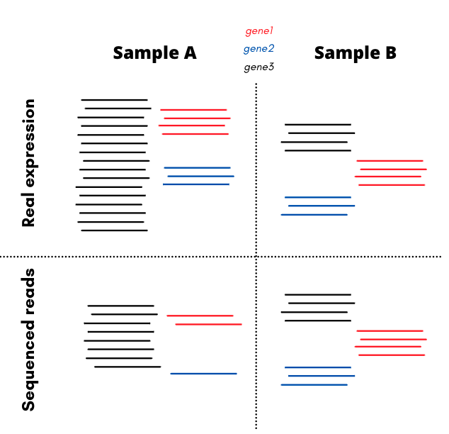 Diagram of the example explained above. Top panel shows the real exression of the genes: gene1 and 2 are low but equally expressed in sample A and B, while gene3 is highly expressed in sample A but not in sample B. Bottom panel shows the sequenced transcripts: gene 3 shows similar trend as the real expression, however, since in sample A most reads map to gene3, gene1 and gene2 recieve less reads than in sample B, despite having equal real expression. 